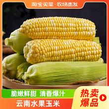 2024云南新鲜水果玉米农家甜玉米现摘生吃嫩玉米整箱9斤包邮