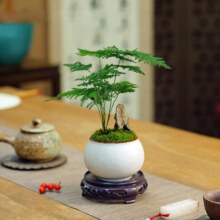 开时果 文竹盆栽（金边裂纹盆+假山石+底托）