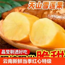 膨张 特级云南天山雪莲果5斤尝鲜装