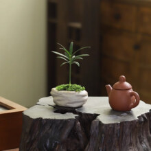 八芽 凌云罗汉松（拇指款） 陶瓷盆-带盆栽好