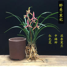 YA CHABG FURNITURE 雅昶家具 兰花苗细叶寒兰国画之美浓香花中矮种室内花卉绿植盆栽冬季带花.