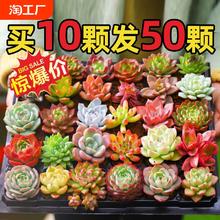 多肉植物室内小盆栽精品玉树高端多肉大颗株好养花卉绿植阳台客厅