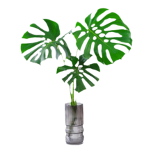 壹植水培植物 龟背竹30~40cm一棵【送营养液】
