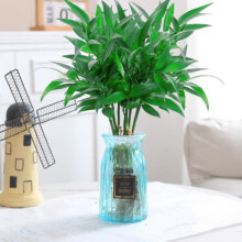 爱你一万年 驱蚊竹柏水培植物 小驱蚊竹柏10颗 【不含盆】+凑单品