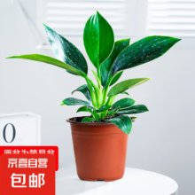 铂金钻盆栽绿萝箩花卉植物室内花水培绿植多肉好养发财树吸除甲醛 单株绿公主20-25cm原土 含盆