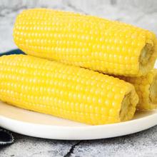 京百味 东北黄糯玉米160g*3棒 新鲜甜糯玉米棒真空包装粘玉米 源头直发