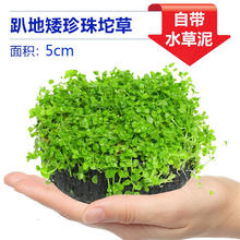逸乐宠 鱼缸水草 趴地矮珍珠小坨