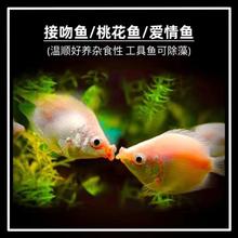 亲嘴鱼接吻鱼 2~3cm 10条