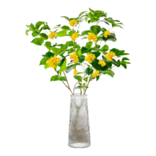壹植 水培桂花30-40cm单植物1棵+养液