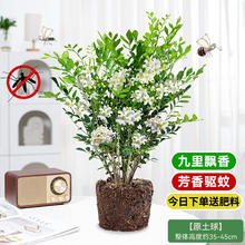 九里香 肉园 九里香盆栽 四季开花 驱蚊植物 带盆栽好