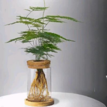 京东百亿补贴：KaiShiguo Plants 开时果 水培植物文竹（玻璃瓶+竹托）