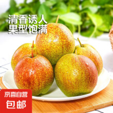 需弹券:山西玉露香梨 彩箱装 单果300g+ 净重4.5斤