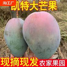 四川攀枝花凯特芒果3/5/9斤彩虹芒新鲜水果包邮大果特大巨无霸