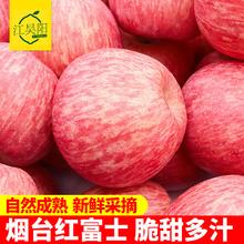 山东烟台栖霞红富士苹果水果新鲜脆甜多汁当季水果整箱批发