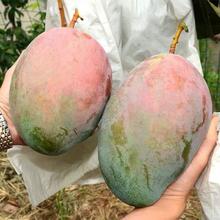 四川攀枝花凯特芒果5斤（特大果500+）