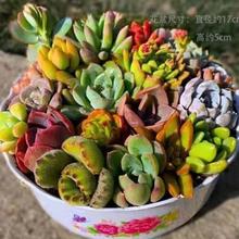 芊花之美 景天科景天属 多肉植物 1颗 随机裸根发货