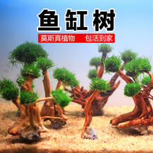 逸乐宠 鱼缸造景装饰 莫斯树1头高(8-12cm)