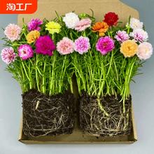 重瓣太阳花盆栽苗大花四季开花植物室内好养花卉绿植客厅阳台庭院