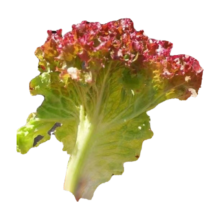 概率券：紫叶生菜种子 1包约1000粒