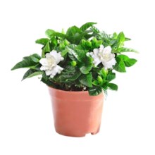 绿有意 栀子花盆栽 90#栀子花简易盆+肥 室内带花苞