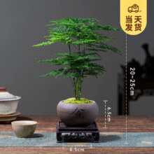 KaiShiguo Plants 开时果 文竹盆景 舍得紫砂盆+苔藓+方形底座