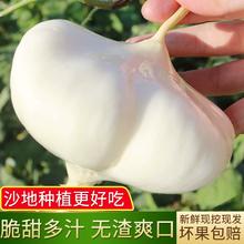 悠果友 新鲜凉薯 3斤