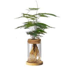 京东百亿补贴：KaiShiguo Plants 开时果 水培植物文竹（玻璃瓶+竹托）