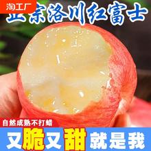 正宗洛川苹果红富士脆甜不打蜡水果新鲜当季水果现摘 8.5/ 5/ 3斤