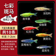 幻倪 热带观赏鱼好养红绿灯斑马鱼淡水金鱼苗神仙孔雀小型宝莲灯科小鱼