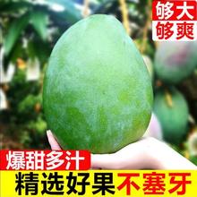 单果400-500g 四川攀枝花凯特芒