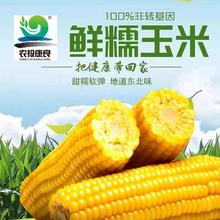 农投康良 东北黄糯玉米 240g*6根