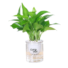 开时果 绿植盆栽桌面水培绿植  绿萝（遇水即活）