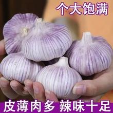 山东紫皮大蒜头批发干蒜5斤新大蒜今年新下干大蒜农家自种