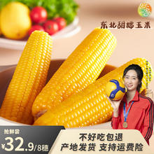 优米一家 新鲜甜糯玉米8支