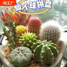 名贵多肉植物组合盆栽绿植花卉肉肉带盆好养精品老桩仙人球九尾狐
