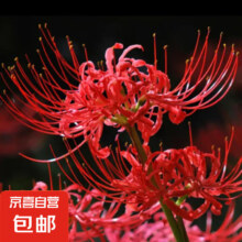 需抽卷:彼岸花种球石蒜多年生  3颗