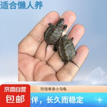 MengGuiSiJia 萌龟饲家 中华草龟 1只单身 2-3厘米