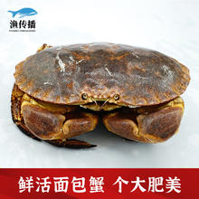 渔传播 英国鲜活面包蟹1-1.2斤/只大螃蟹中秋礼品包鲜到家源头直发
