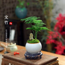 京东百亿补贴：开时果 文竹盆栽桌面摆件盆景（金边裂纹盆+假山石+底托）