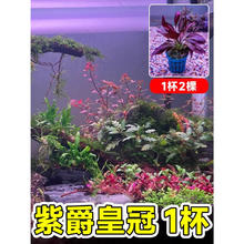 临雅 鱼缸水草 紫爵皇冠1杯(2-3棵)