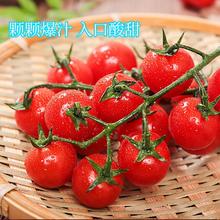 山东千禧小番茄5斤（中大果）