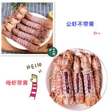 带膏皮皮虾母1斤+皮皮虾公2斤（新鲜海捕）