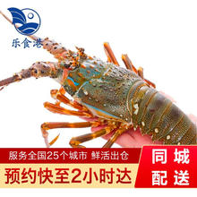 乐食港 鲜活小青龙虾 6-7两/2只