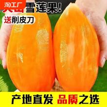 2024年新果精品云南天山雪莲果黄心新鲜水果脆甜9斤包邮现摘现挖