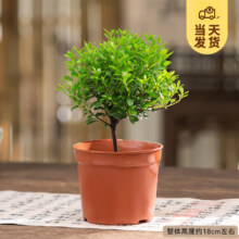 开时果 小叶赤楠盆景摆件 小叶赤楠+原生盆