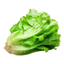 概率券：意大利生菜种子 1包约1000粒