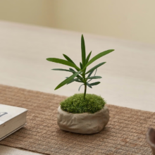 概率券：临雅 海岛罗汉松微型小盆栽室内植物 罗汉松+小礁石杯