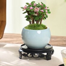 开时果 金枝玉叶盆栽多肉植物盆景 哥窑浅蓝盆+苔藓+底托