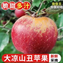 探味君 大凉山丑苹果 时令新鲜水果四川盐源红富士脆甜冰糖心整箱带箱 5斤净重4.5斤 单果60mm-65mm