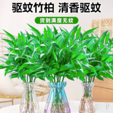 临雅竹柏驱蚊竹水培祛蚊植物室内外蚊子克星水养绿植花卉盆栽办公桌面 竹柏5棵+营养液